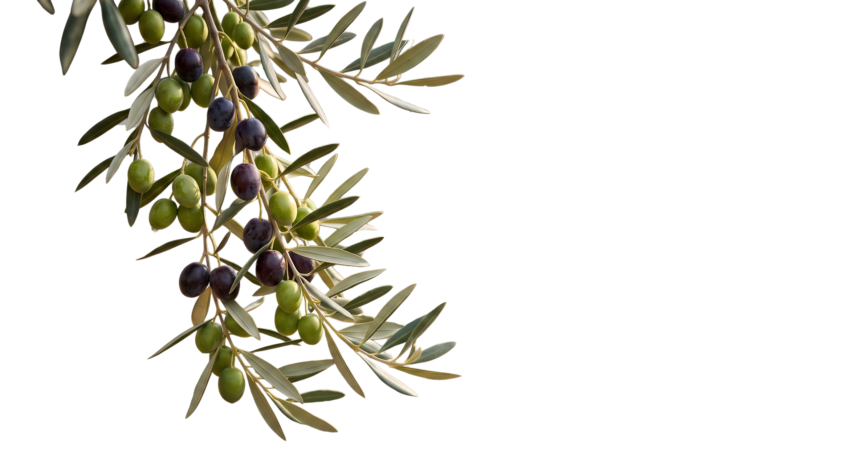 Zeytin